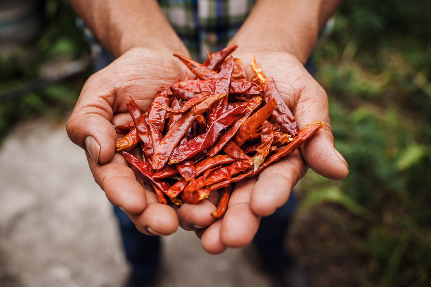 Hands holding dried Mexican chiles from Yahualica, Jalisco, the origin of El Pueblo Chili Oil